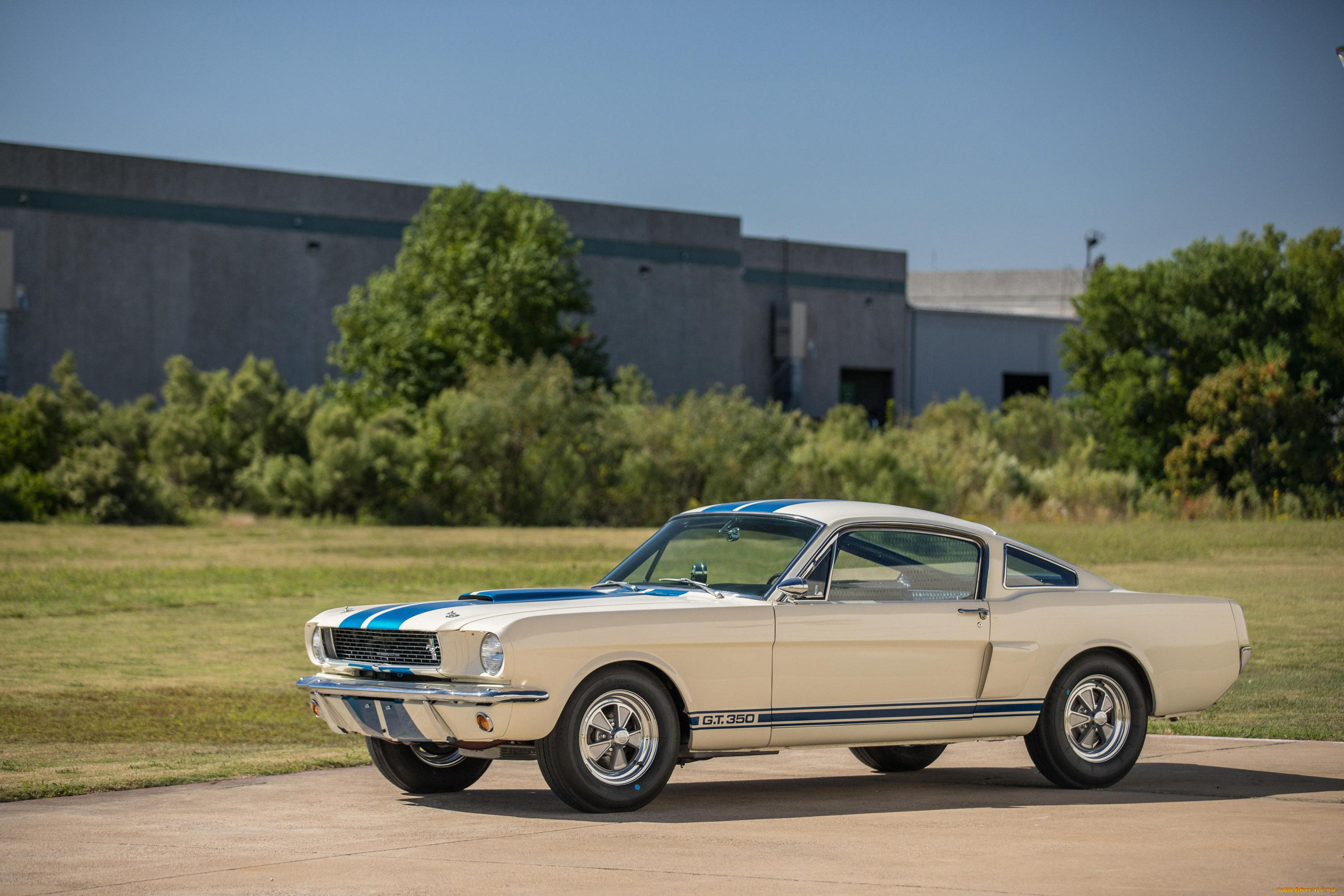 , mustang